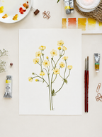 Buttercup Watercolor Artwork