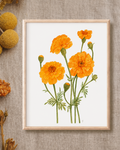 Marigold Watercolor Artwork