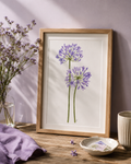 Agapanthus Watercolor Art Print