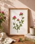 Red Clover Watercolor Art Print
