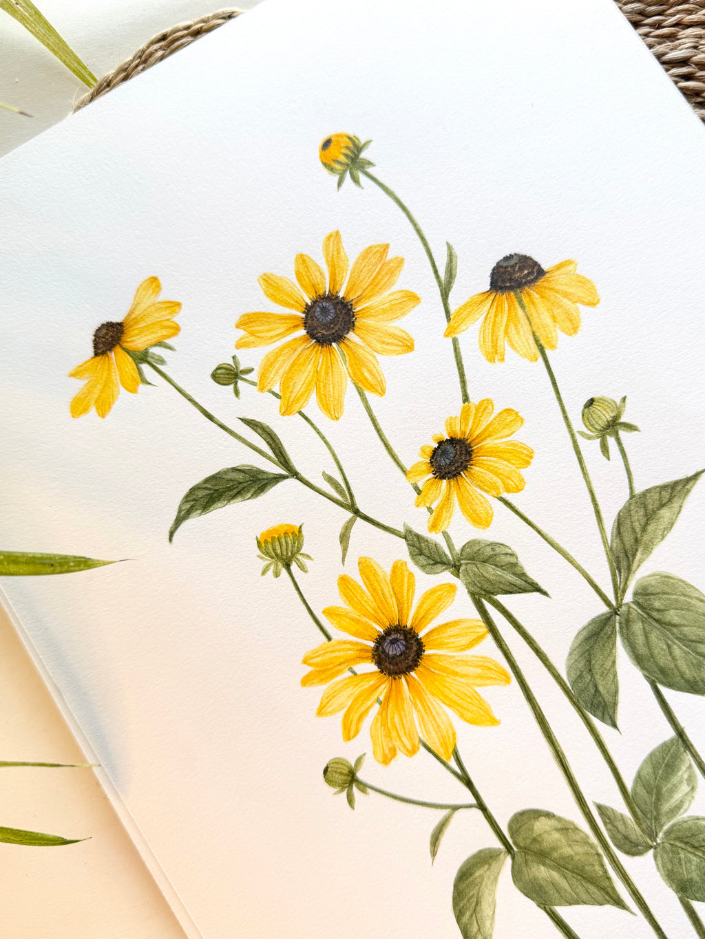 Black-Eyed Susans Watercolor Art Print