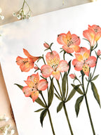 Alstroemeria Watercolor Artwork