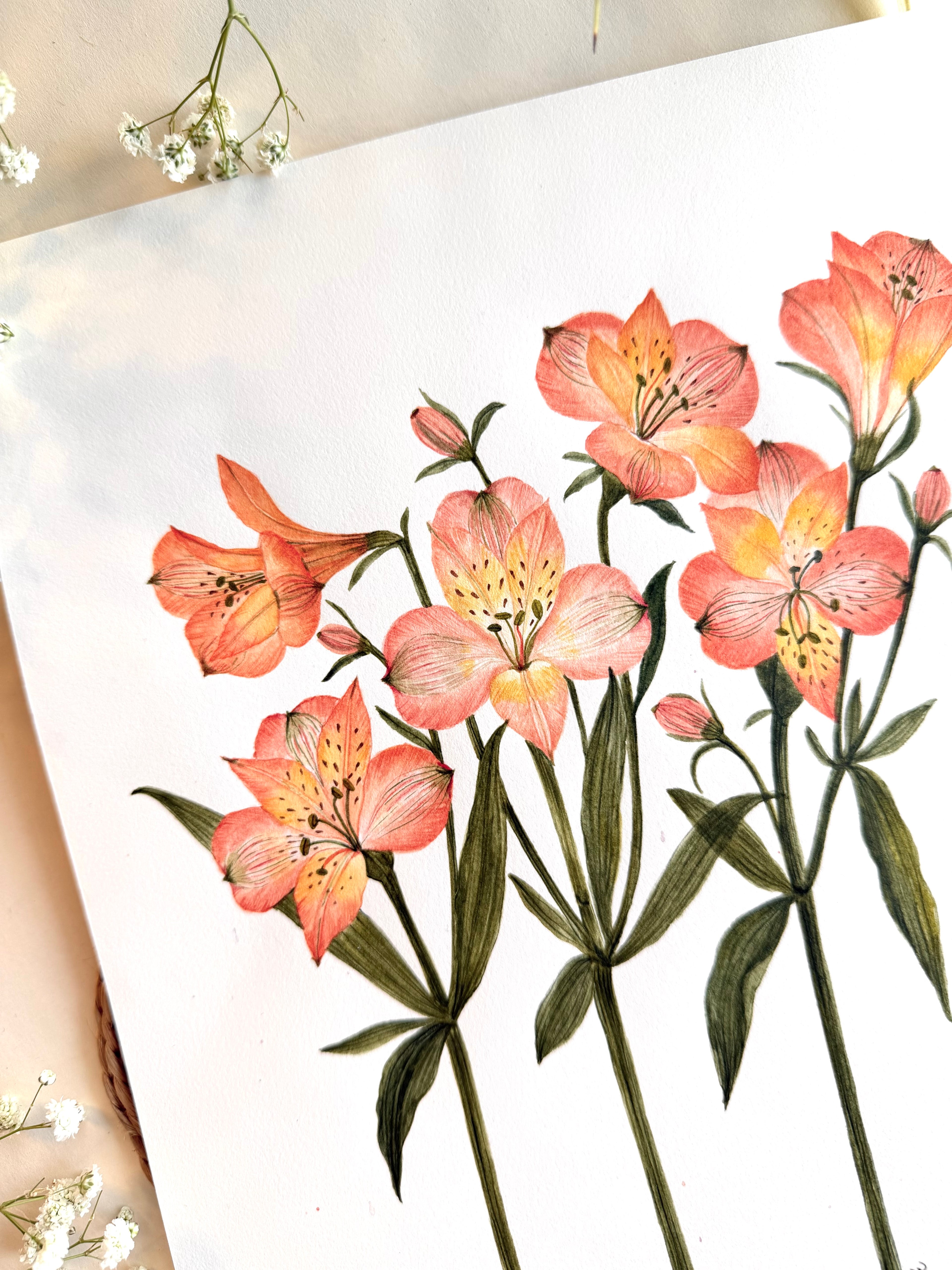 Alstroemeria Watercolor Art Print