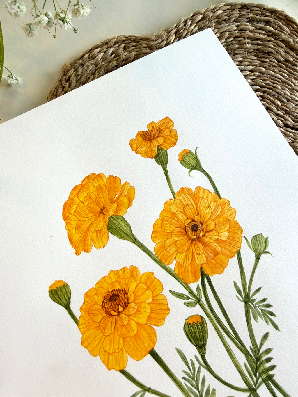 Marigold Watercolor Artwork