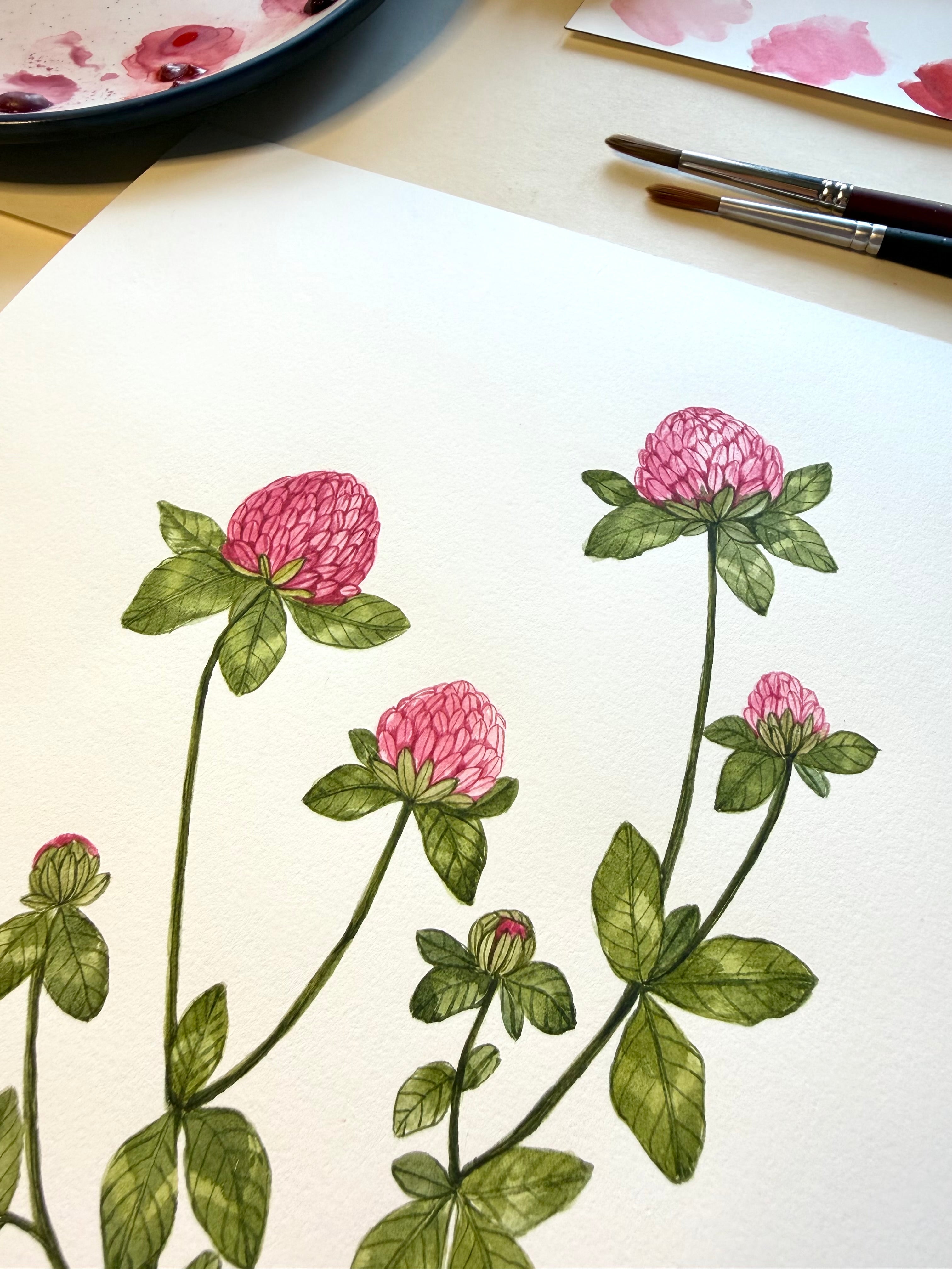 Red Clover Watercolor Art Print