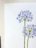 Agapanthus Watercolor Artwork