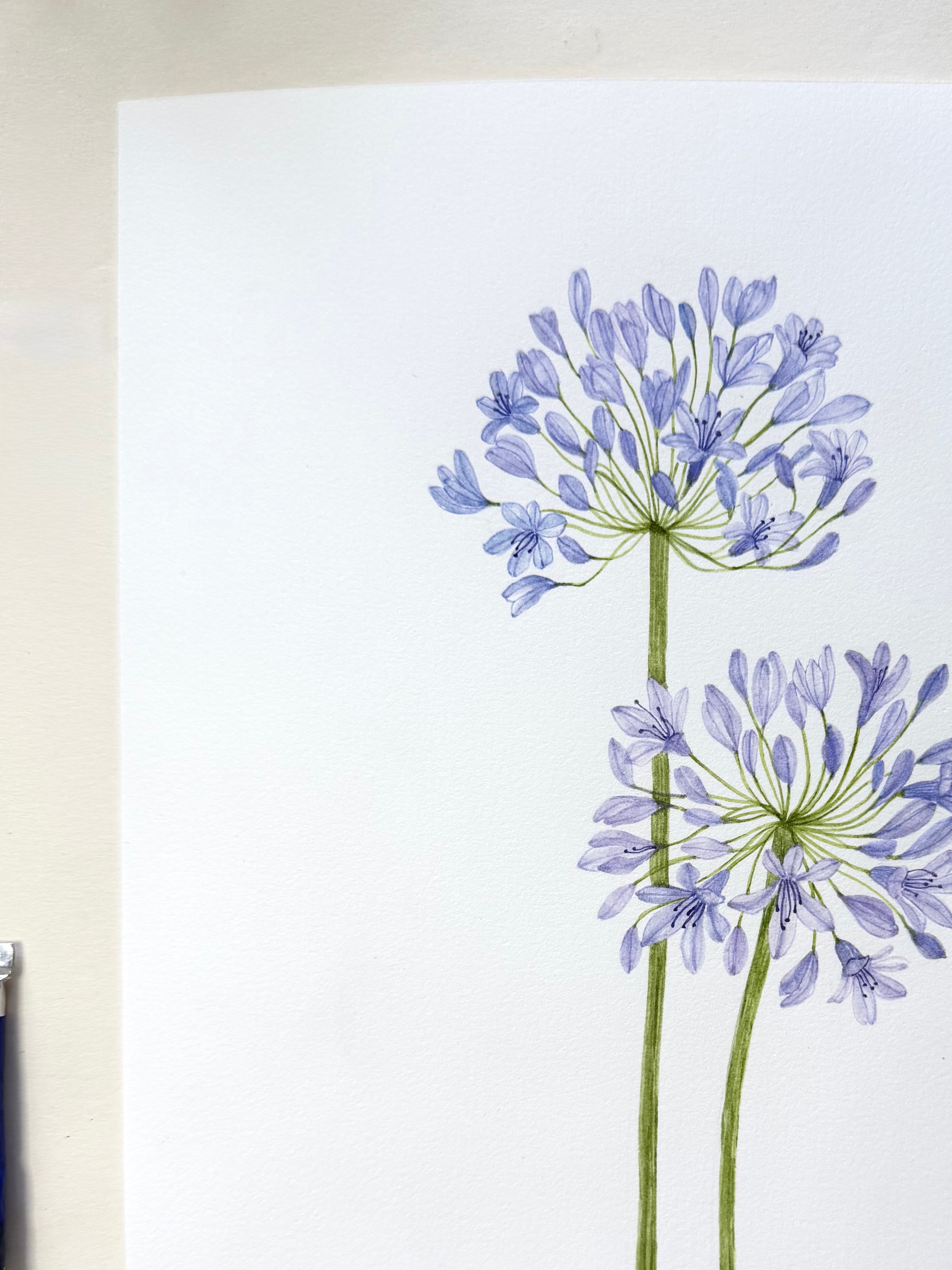 Agapentas Watercolor Art Prints