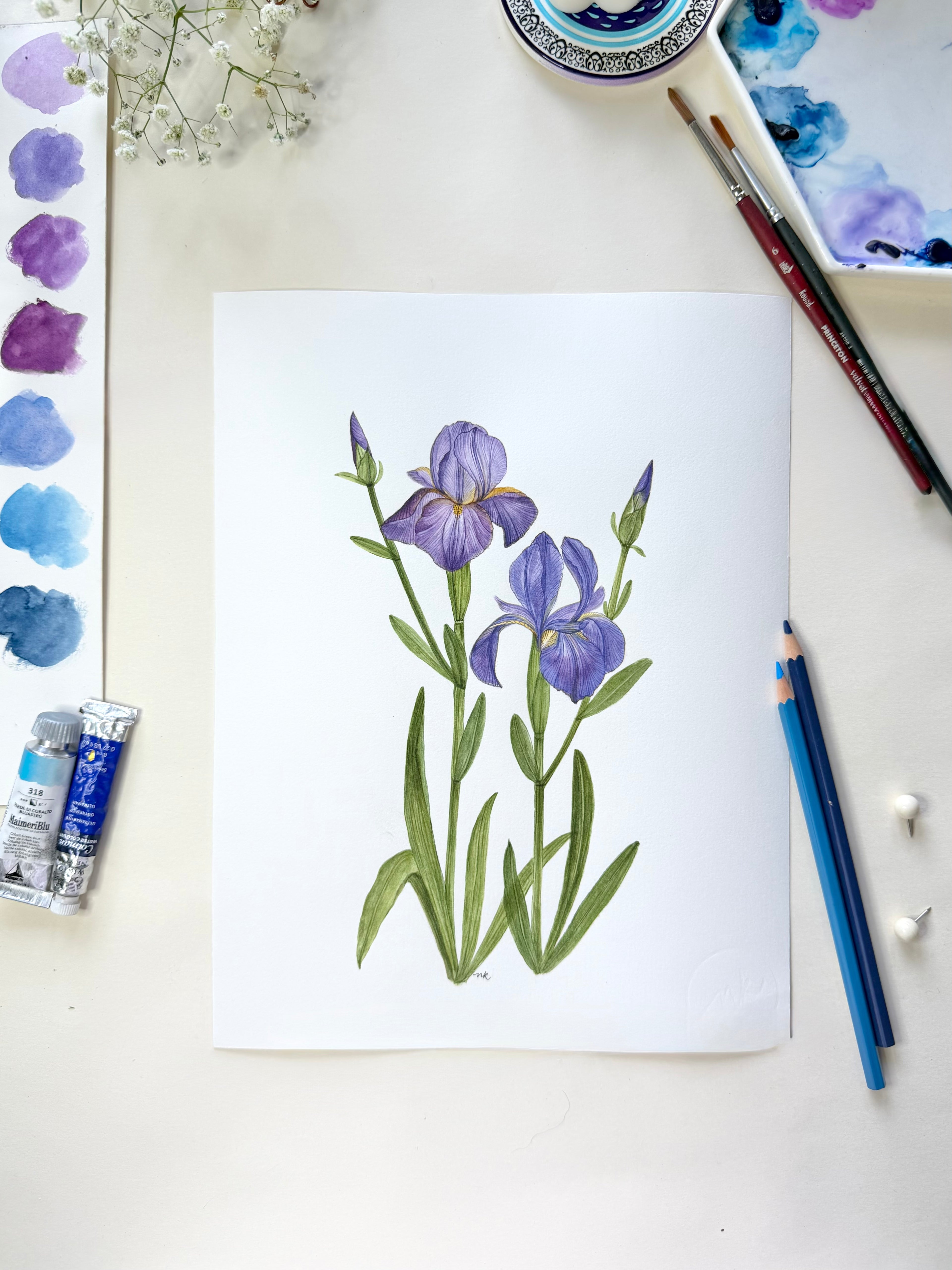 Iris Watercolor Art Prints