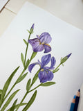 Iris Watercolor Art Prints
