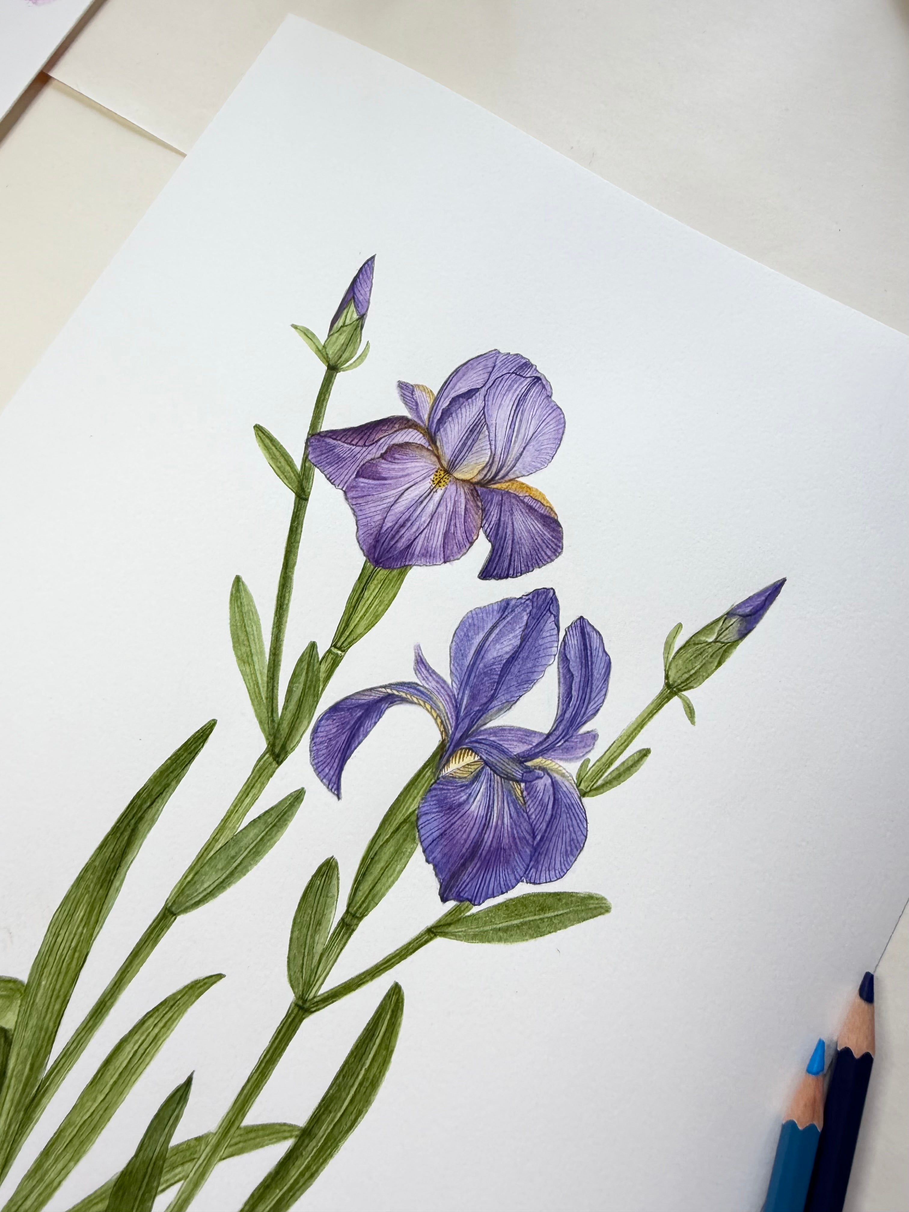 Iris Watercolor Art Prints