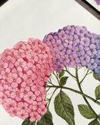 Hydrangea Watercolor Art Print